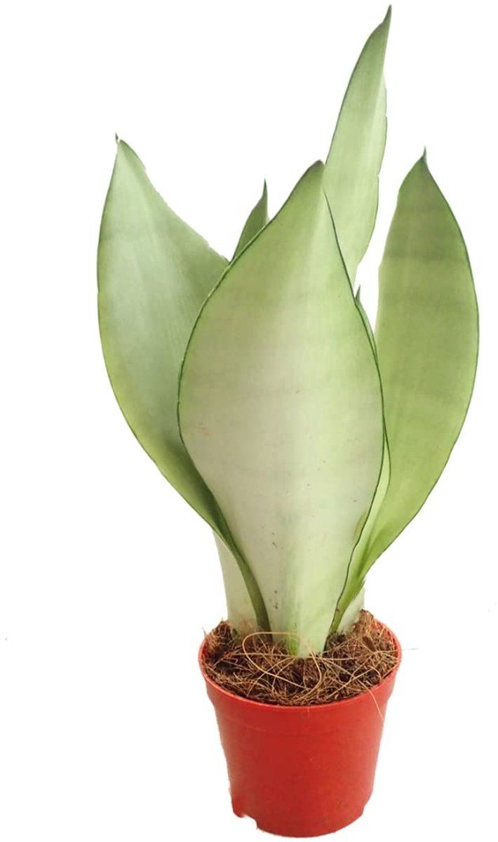 Sansevieria trifasciata 'Moonshine'